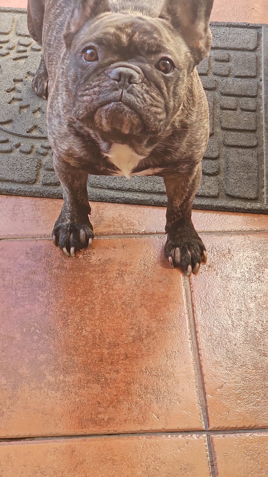 El perro de Rodrigo Videla esperando en la puerta